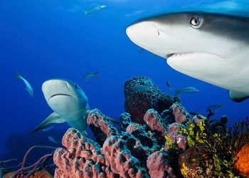 Dos tercios de los tiburones y rayas en arrecifes podrían extinguirse