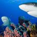 Dos tercios de los tiburones y rayas en arrecifes podrían extinguirse