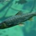 Comer un pescado de río en EE. UU. equivale a beber agua contaminada durante un mes