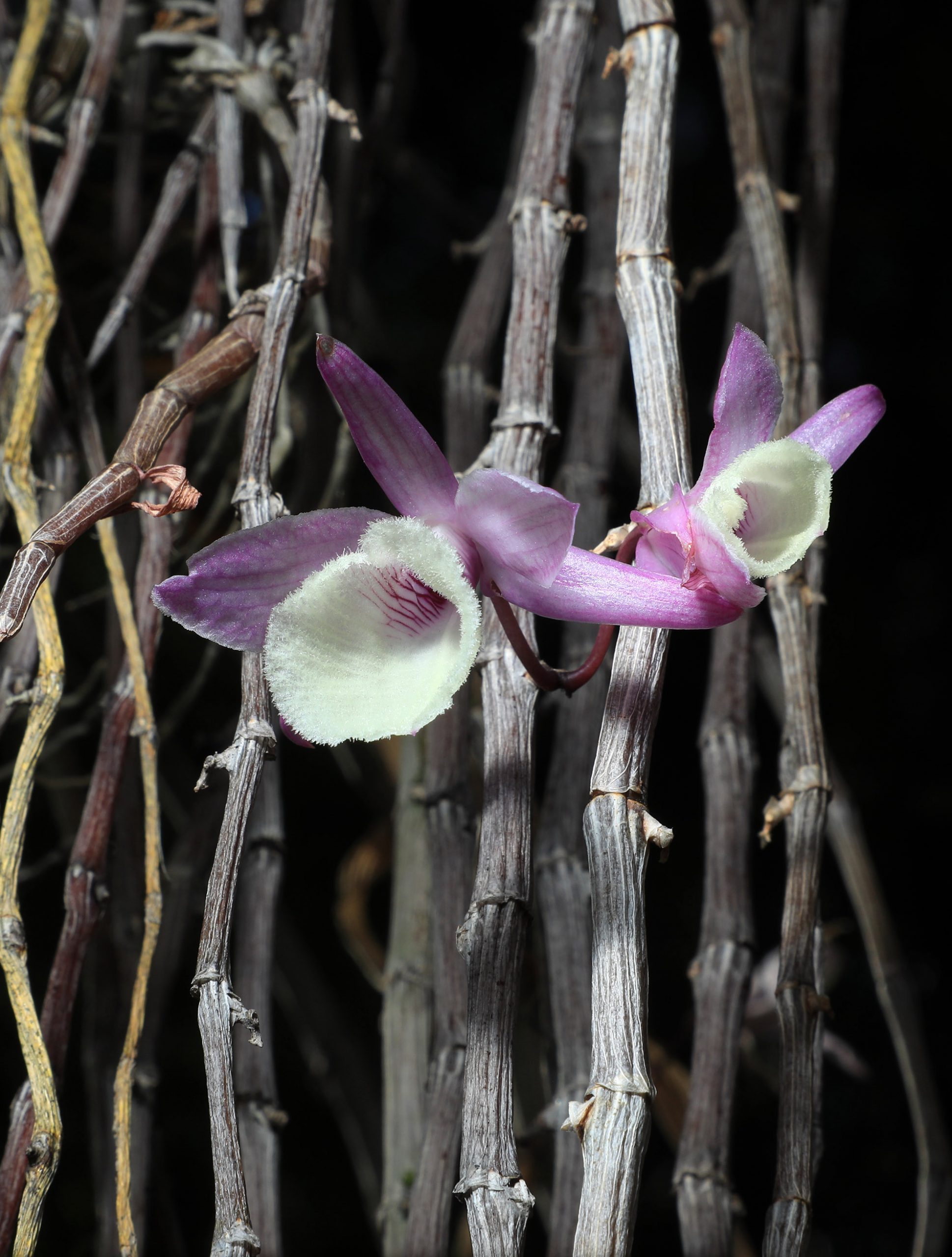 Dendrobium pierardii scaled