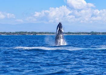 «¡Iniciamos la temporada de avistamiento de ballenas!»: Ministerio de Medio Ambiente
