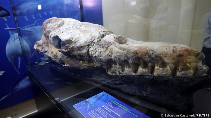 Hallan craneo de ballena de 36 millones de anos Info de hoy