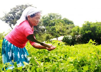Reclima impulsó la agricultura salvadoreña en el Corredor Seco en 2022