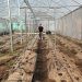 Comunidad Emanuel de Santa Ana apuesta por la agricultura sostenible