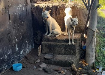 Sancionan por maltrato a los dueños de dos caninos en San Miguel