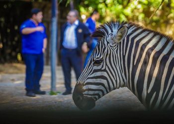 Primer grupo de animales del clausurado Zoológico Nacional fue trasladado a hábitats certificados