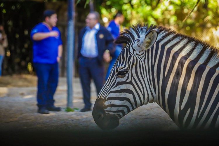 Foto: Bienestar Animal