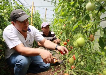 Centa entregó 170,000 plantines de tomate en la zona oriental de El Salvador