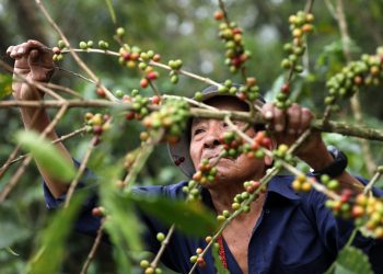 Corta de café 2022-2023 en El Salvador llegó a 600,000 quintales en tres meses