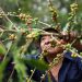 Corta de café 2022-2023 en El Salvador llegó a 600,000 quintales en tres meses