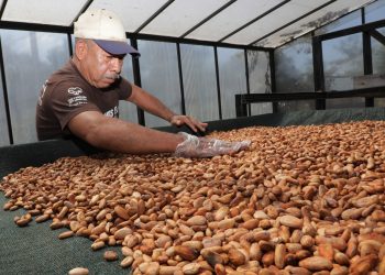 La producción de cacao en El Salvador podría alcanzar las 1,500 toneladas este año