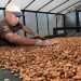 La producción de cacao en El Salvador podría alcanzar las 1,500 toneladas este año
