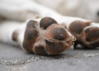 Investigan el envenenamiento de siete perros y un gato en San Miguel