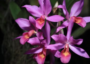 Orquídeas: su belleza las condena a la muerte
