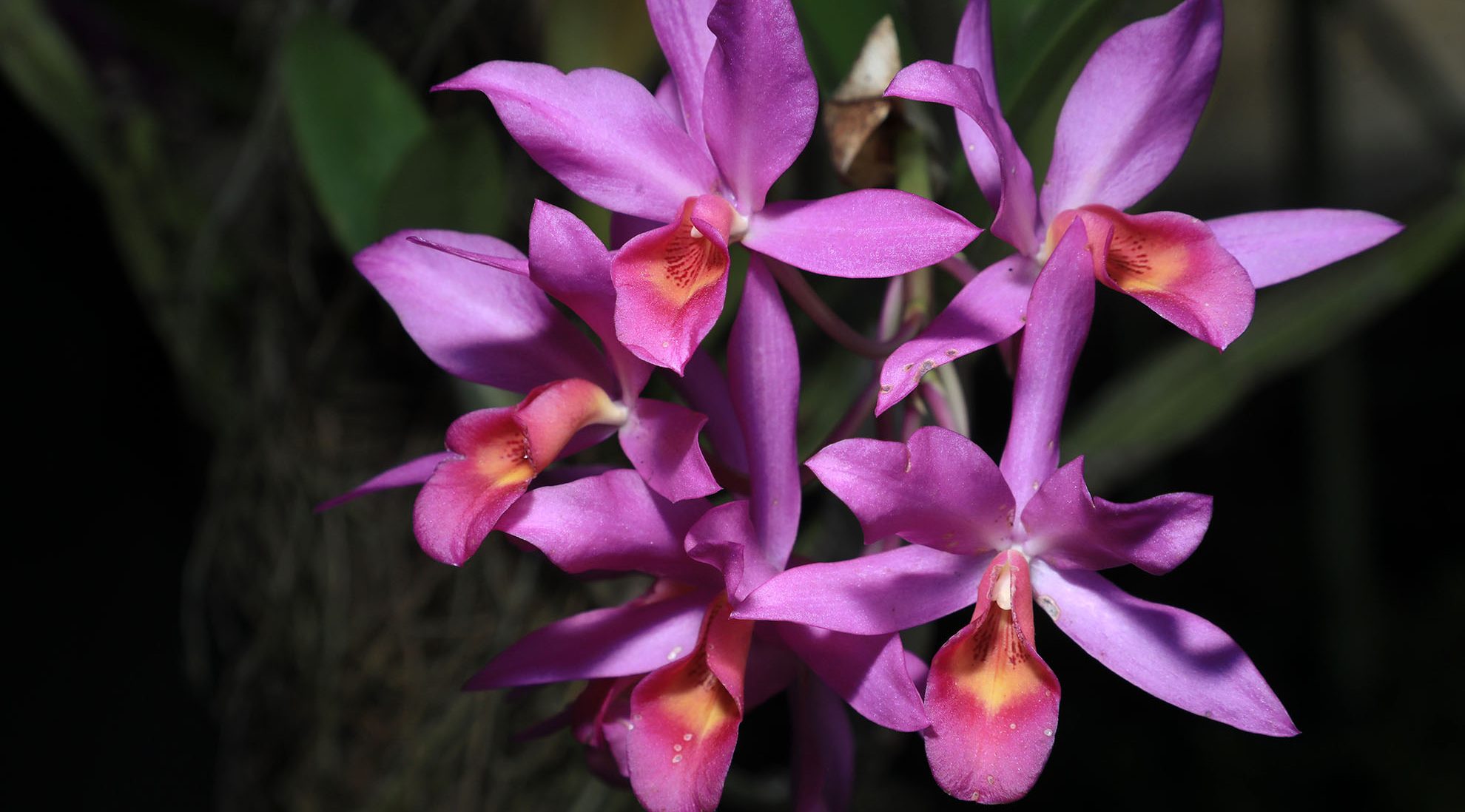 Orquídeas: su belleza las condena a la muerte - Diario El Salvador