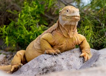 Población de iguana endémica de Galápagos aumenta en una de sus islas
