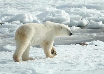 En un ataque poco frecuente, oso polar mata a dos personas en Alaska