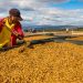 Gobierno de El Salvador invertirá $14.3 millones para impulsar la caficultura en 2023