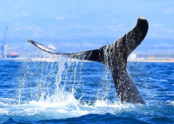FOTOS | El espectáculo de ballenas sigue fascinando en Los Cóbanos