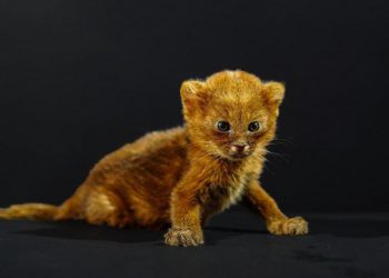 Medio Ambiente atiende a cría de gato zonto con problemas de salud