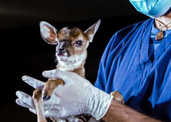 Ministerio de Medio Ambiente atiende a cervatillo atropellado en una carretera