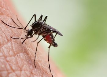 Científicos identifican en Asia mosquitos superresistentes a los insecticidas