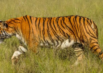 Capturan a un tigre fugitivo en una calle en Sudáfrica