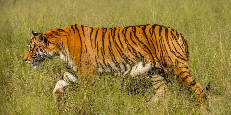 retrato de un bello tigre bengala en sudafrica bengali la reserva sudafricana 190893334