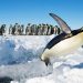 Descubren nueva colonia de pingüinos emperador en la Antártida gracias a imágenes satelitales