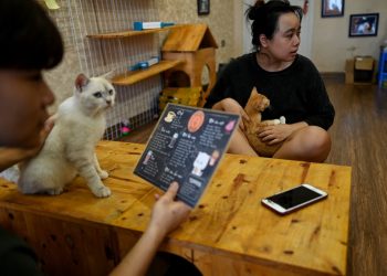Hallan en Vietnam 2,000 gatos muertos destinados a la medicina tradicional