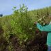 Autoridades de Honduras hallan 11 hectáreas de cultivo de coca y un narcolaboratorio