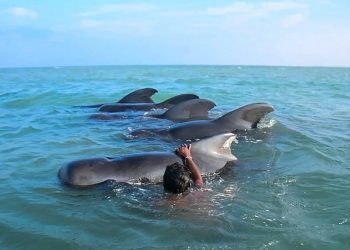 Rescatadas 11 ballenas varadas en Sri Lanka