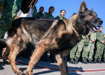 Muere en un derrumbe en Turquía perro rescatista de México