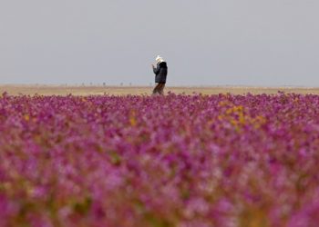 El extraordinario espectáculo de un desierto lleno de flores moradas en Arabia Saudita