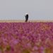 El extraordinario espectáculo de un desierto lleno de flores moradas en Arabia Saudita