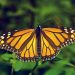 Mariposas monarca en peligro de extinción buscan sobrevivir en California