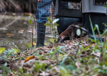 Medio Ambiente libera a nutria tras superar proceso de recuperación
