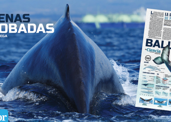 Ballenas jorobadas: La importancia de protegerlas