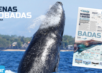 Ballenas jorobadas: recorrido y registro de especies