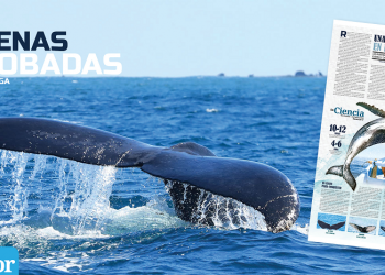 Ballenas jorobadas: Una danza acrobática en medio de la mar