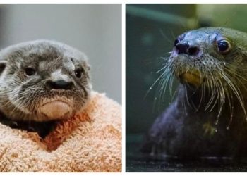 Nutria rescatada en Metapán avanza en su proceso de recuperación