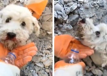 VIDEO | Rescatan a perrito entre los escombros del terremoto de Turquía