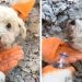 VIDEO | Rescatan a perrito entre los escombros del terremoto de Turquía