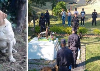 Fallece Jerry, uno de los queridos héroes caninos de El Salvador