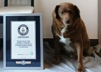 Perro de Portugal rompe récord como el «más viejo del mundo», según Guinness World Records