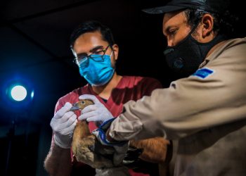 Veterinarios de Medio Ambiente atendieron a 10 pichiches juveniles