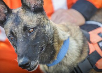 Rambo, el héroe canino que ayudó a salvar vidas en Turquía