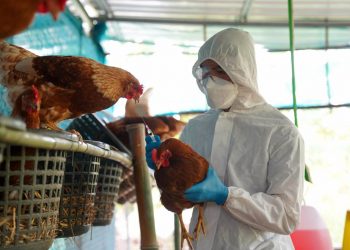 Gripe aviar: Emergencia sanitaria en Guatemala y el virus se propaga como pólvora en el mundo