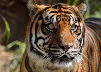 Capturado un tigre que atacó a agricultores en Indonesia