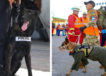 Agentes caninos brindan eficacia en labores de seguridad y rescates
